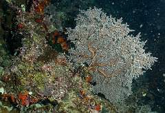 Raja Ampat 2016 - Corail - Gorgone - IMG_3972_rc